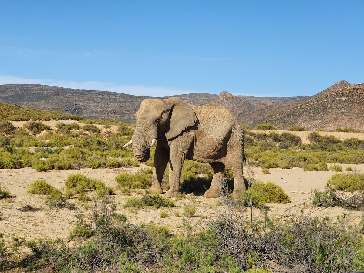 TheCapeTownGuy's tweet photo. Saw some of the Big Five today!
#FordWeekend #RangerThunder @FordSouthAfrica @AquilaSafaris https://t.co/IeoFhp4Nbd