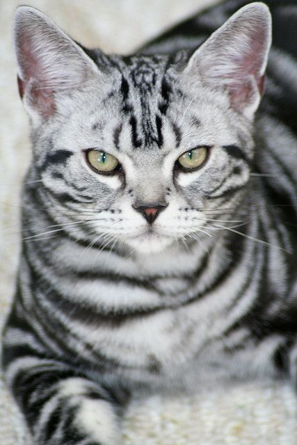 I present to you the ultimate thread:Star Trek characters as cats!