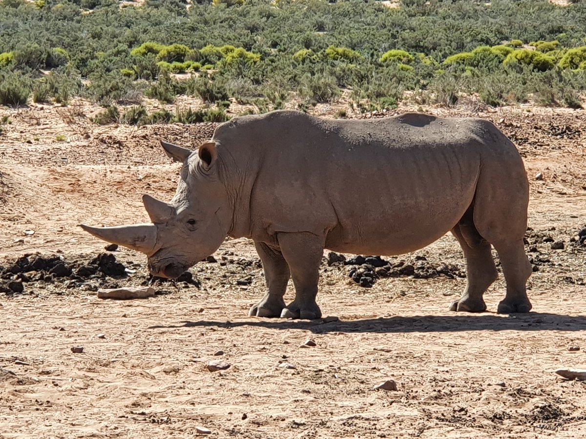 TheCapeTownGuy's tweet photo. Saw some of the Big Five today!
#FordWeekend #RangerThunder @FordSouthAfrica @AquilaSafaris https://t.co/IeoFhp4Nbd