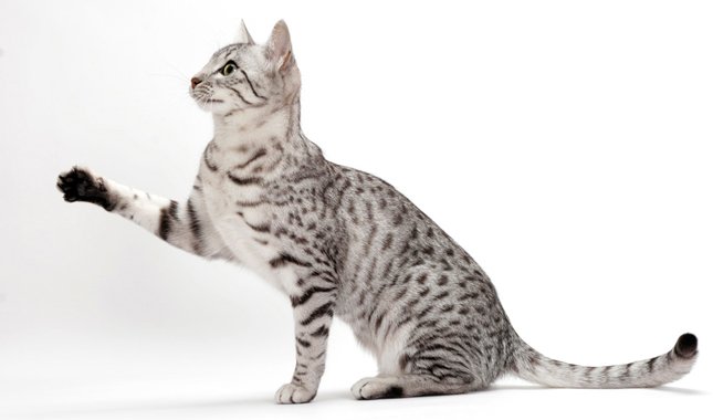 I present to you the ultimate thread:Star Trek characters as cats!