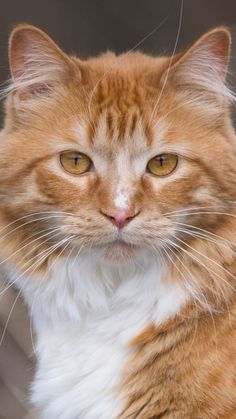 I present to you the ultimate thread:Star Trek characters as cats!
