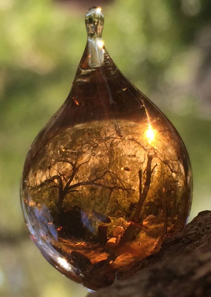 Come along to Demo Day on November 19 to be the first to hear us pitch to impact investors our global solution to monitor and save urban trees! bit.ly/3j9Vmfj #makeaustraliagreenagain #impactinvesting