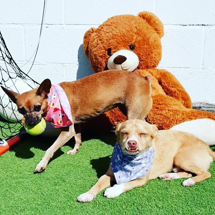MASCOTOMARES's tweet photo. Mani y Tecla nos envían esta foto para que veamos lo bien que les quedan los pañuelos que compraron en nuestro stand.
Guapos!!!
#Mani #Tecla #modelazos https://t.co/IyeoMJ3iAc