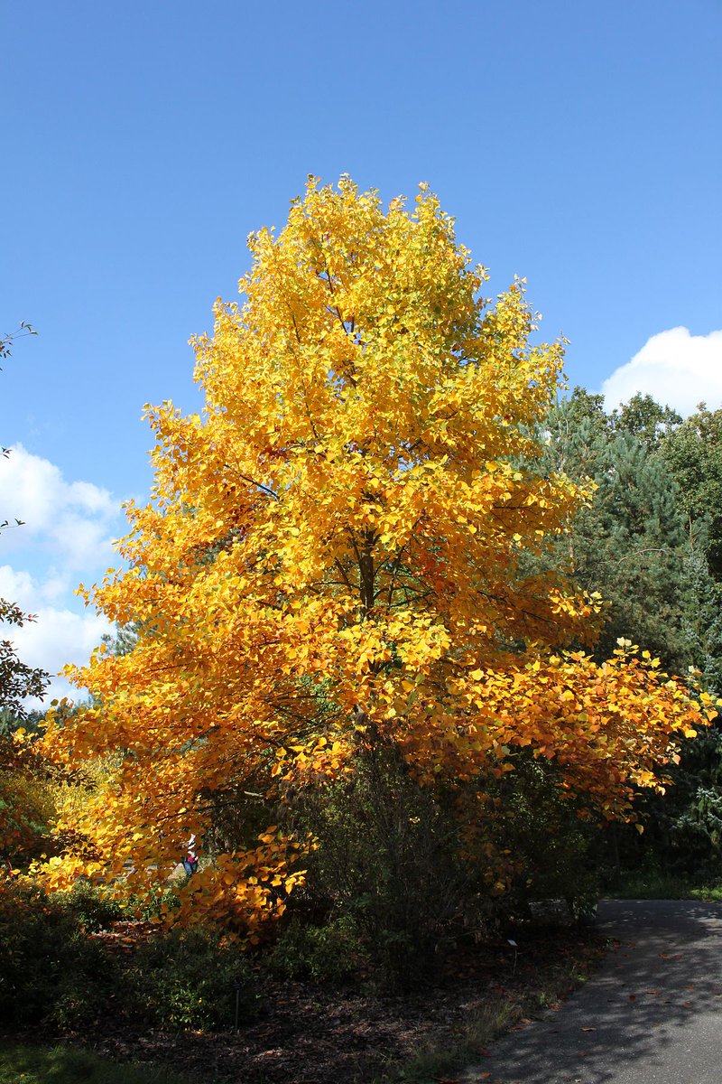crawley_mick's tweet photo. Two of the most reliably golden of the street trees are at their peak right now. Acer cappadocicum (Sapindaceae; left) and Liriodendron tulipifera (Magnoliaceae; right). They glow brilliantly even on the dullest, dreariest days. https://t.co/flEotsEXko