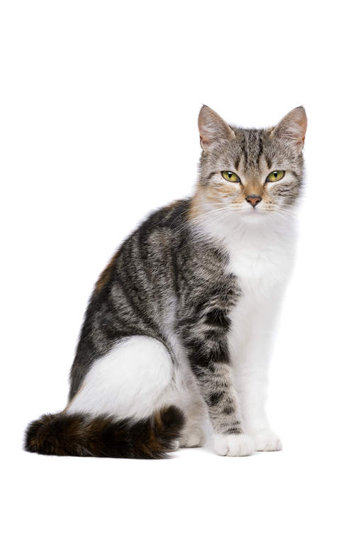 I present to you the ultimate thread:Star Trek characters as cats!