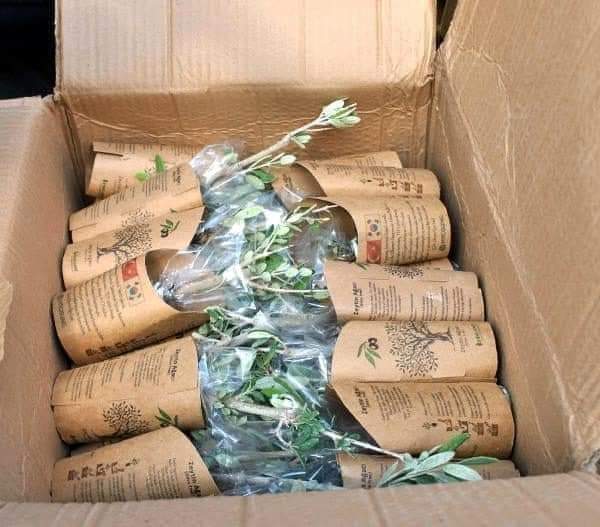 Güney Kore ,Hatay'a orman yangınlarında zarar gören arazilere dikilmek üzere 3043 zeytin fidanı gönderdi.
3043 fidan, Kore Savaşı'nda şehit düşen 3043 Türk Askeri anısına ulaştırıldı...! 👋👋👋👋👋👋