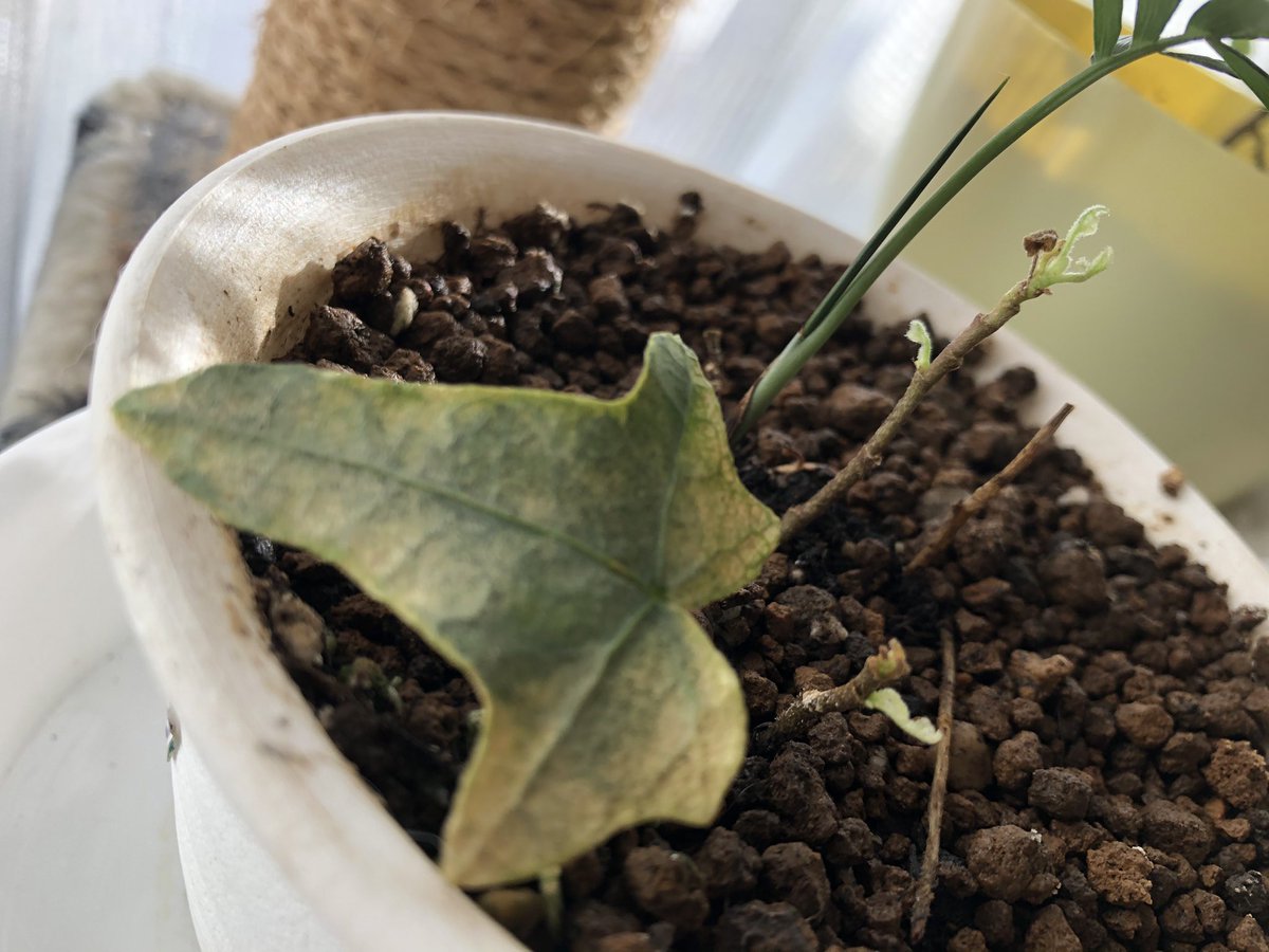 たぬお たぬゅお در توییتر ヘデラ完全に枯れたと思ってたら 枯れた枝から芽が出てきた 手前の葉が唯一生き残っ出てもうすぐ枯れそうなヘデラ 奥のは元気のないテーブルヤシ ヘデラ 観葉植物 たぬお たぬゅお در توییتر ヘデラ完全に枯れたと思ってたら 枯れた枝から芽が出てきた 手前の葉が唯一生き残っ出てもうすぐ枯れそうなヘデラ 奥のは元気のないテーブルヤシ ヘデラ 観葉植物
