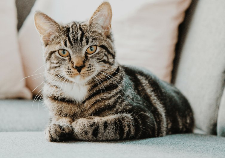 I present to you the ultimate thread:Star Trek characters as cats!