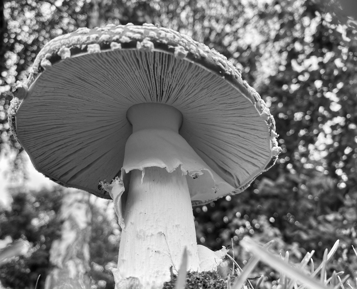 🐦 tweet am sonntag 🐦 heute:
Fliegenpilz (Amanita muscaria) 🍄
#blackandwhitephotography
#photography
#NaturePhotograph https://t.co/FIFE6Qk3L0