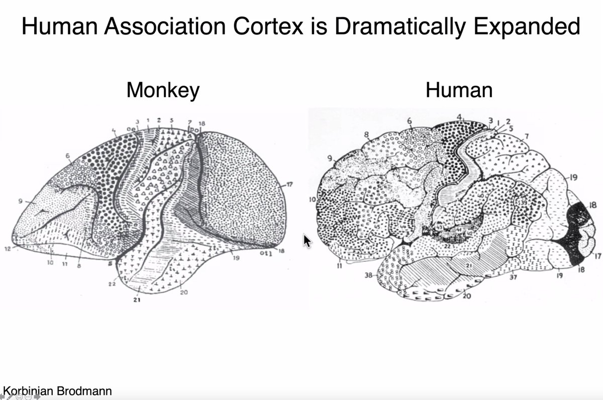 Next up is Randy Buckner – a true pioneer of mapping connectivity throughout the brain using MRI
