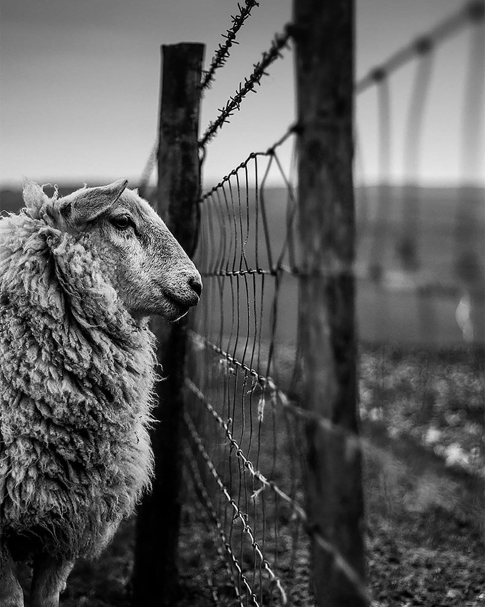 LivingCoastUK's tweet image. A Sussex 17-year-old has won Young Landscape Photographer of the Year 2020.

Joshua Elphick captured his award-winning shot on the South Downs while walking with his sister. 

Titled "Counting Sheep", Joshua says the image "shows to appreciate the landscape around us and not take