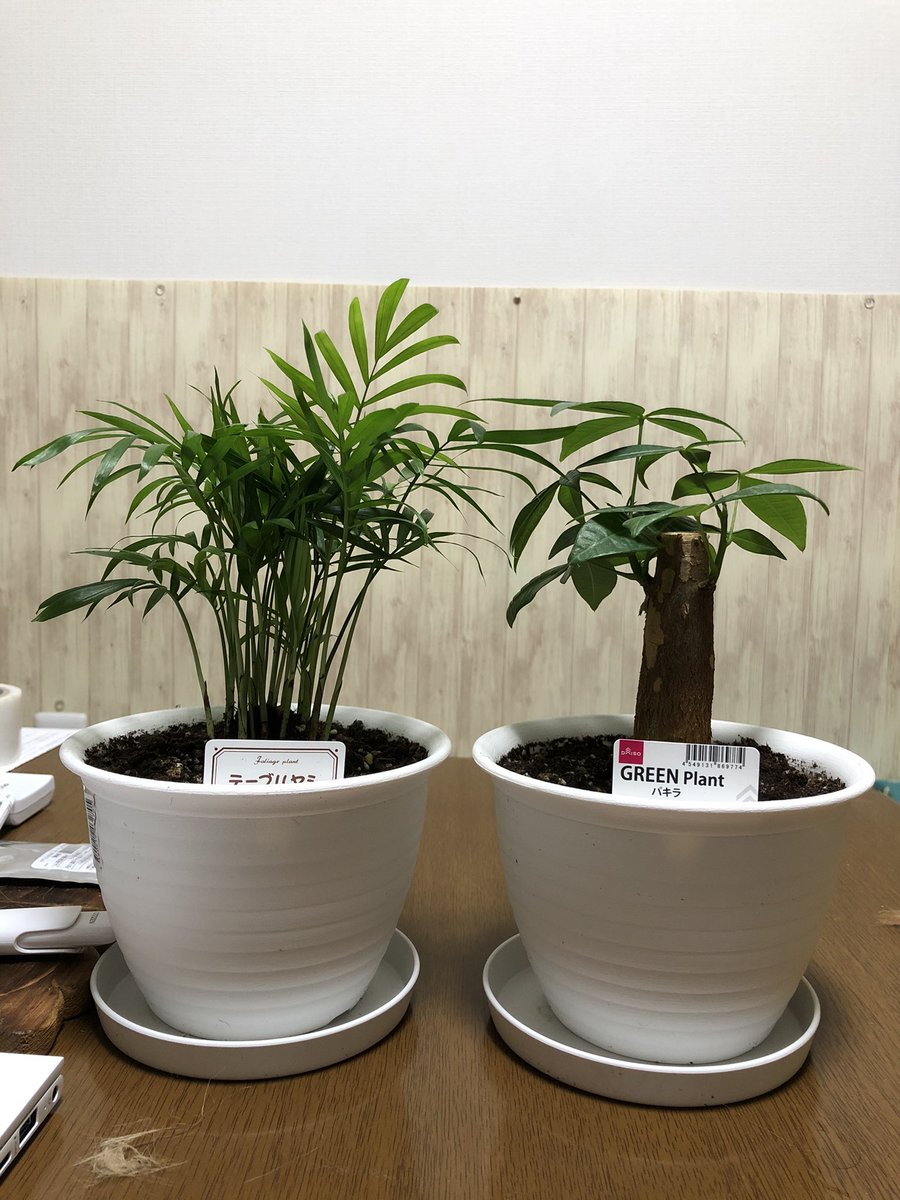 たぬお たぬゅお 1枚目は買ってすぐ植え替えたテーブルヤシとパキラ 2枚目は最初の頃猫に引っこ抜かれたテーブルヤシの最近の姿 あんまり成長してない 3枚目は最近のパキラ パキラは成長し続けてる ちなみにどちらもダイソーのやつ パキラ テーブルヤシ