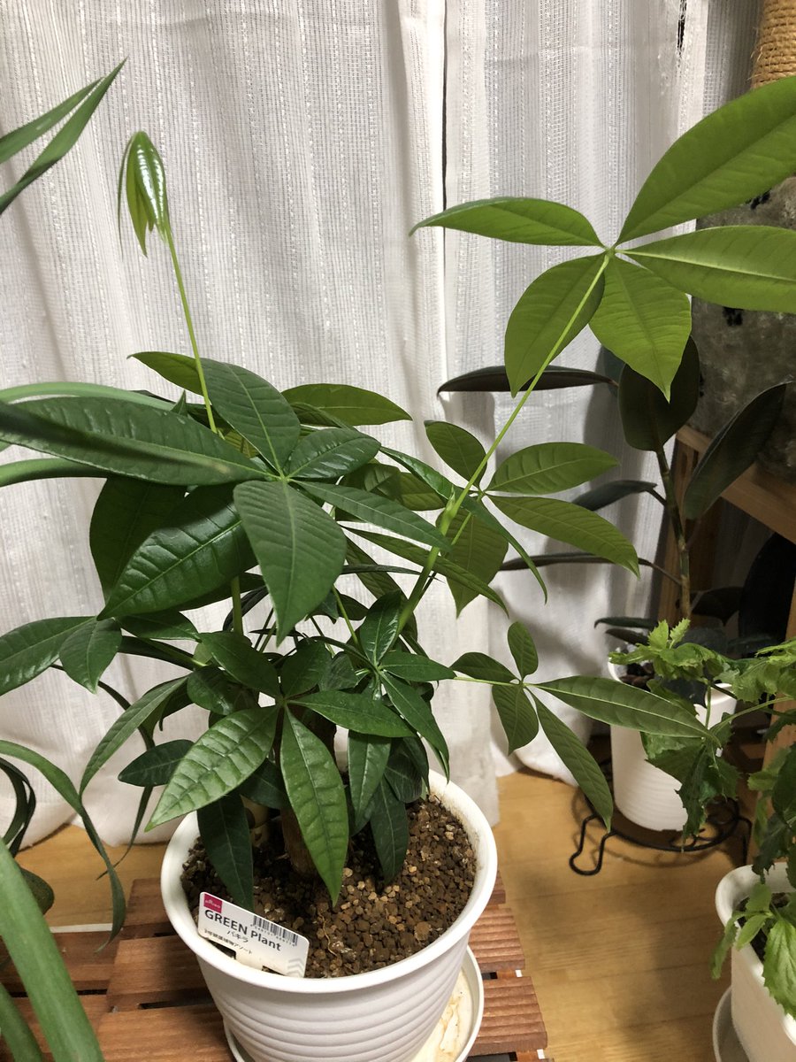 たぬお たぬゅお 1枚目は買ってすぐ植え替えたテーブルヤシとパキラ 2枚目は最初の頃猫に引っこ抜かれたテーブルヤシの最近の姿 あんまり成長してない 3枚目は最近のパキラ パキラは成長し続けてる ちなみにどちらもダイソーのやつ パキラ テーブルヤシ