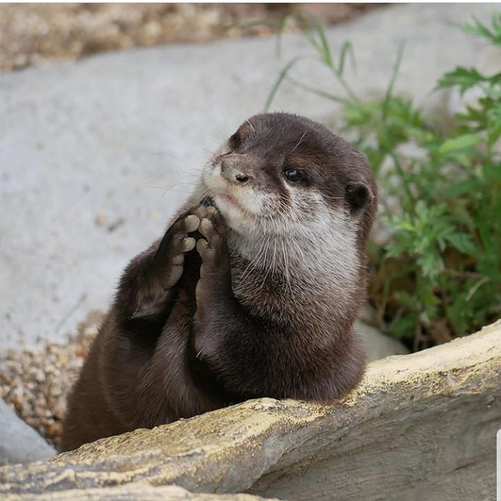 In Otter News.... (@In_Otter_News2) on Twitter photo 2020-10-25 09:26:13 Steve is making his latest business pitch from a flower bed. Hes still not getting my money. Steve is making his latest business pitch from a flower bed. Hes still not getting my money.