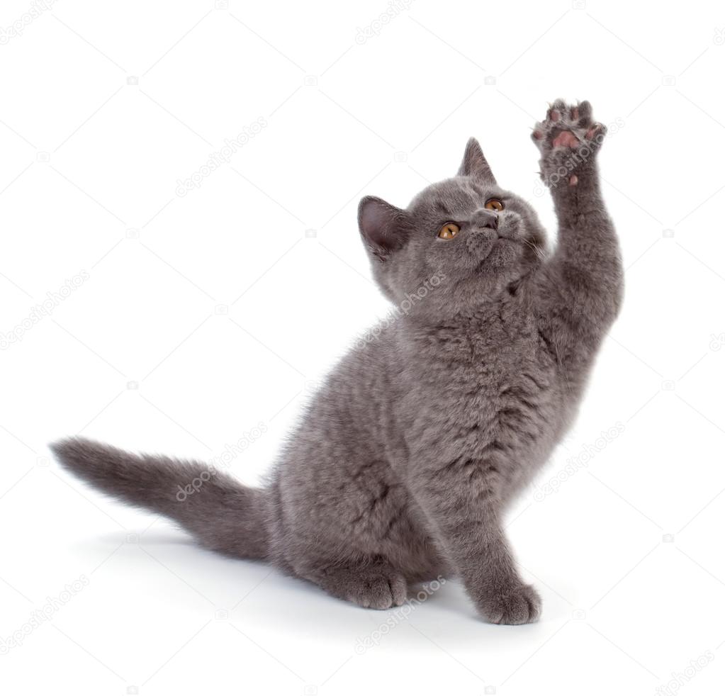I present to you the ultimate thread:Star Trek characters as cats!