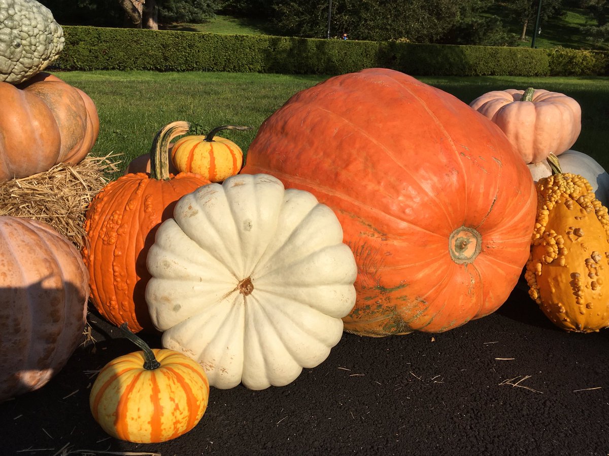 BinaNepram's tweet photo. “A pumpkin🎃full of thanks”to all who sent in b’day wishes.Your messages made my day.Hope u enjoy this wide array of pumpkins I come across this season. In my native Manipuri language,pumpkin is called #Mairen & #MairenThongba is one of my fav dishes cooked with lemon basil 🌿🧡 https://t.co/8GwjvMNalk