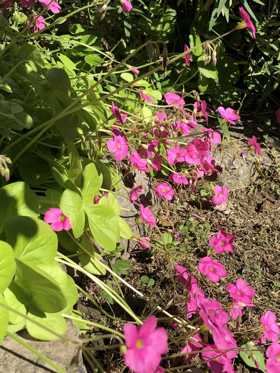 画像 クローバー 花 ピンク 名前 乾いた壁