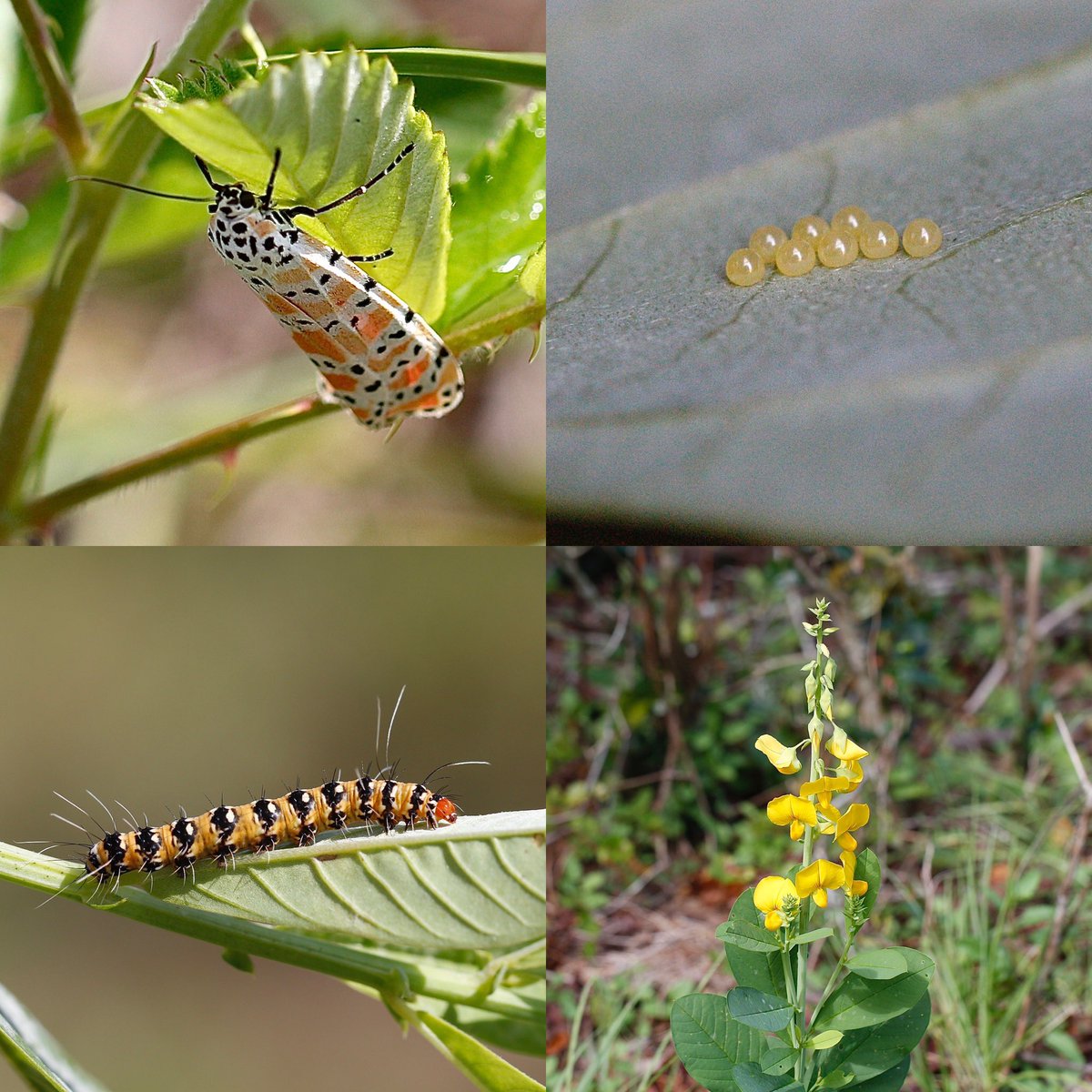 Bella Moth (Utetheisa ornatrix)
Host plants: Legumes such as crotalaria, lespedeza, and lupines. Also elm trees, fireweed, Prunus species, and sweetgale. https://t.co/7SNqnJG4RL
