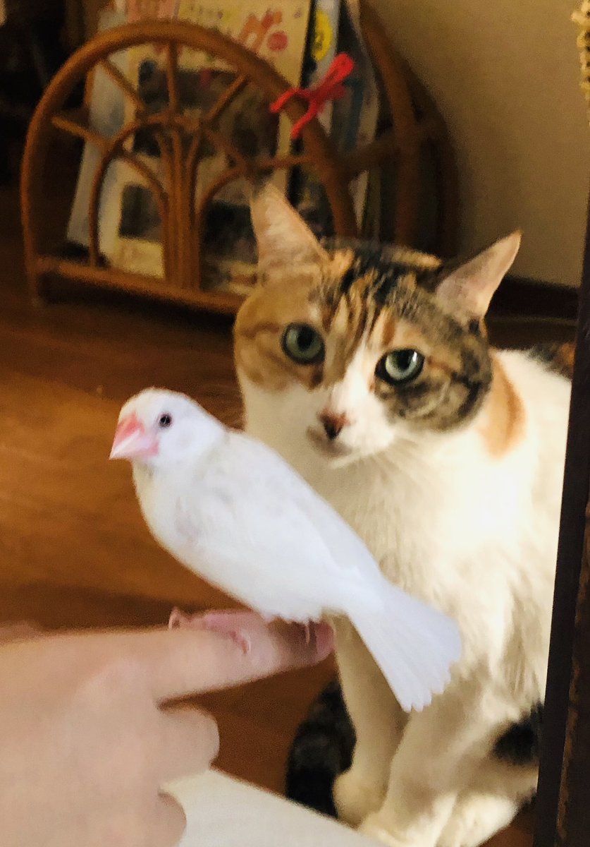 文鳥と猫