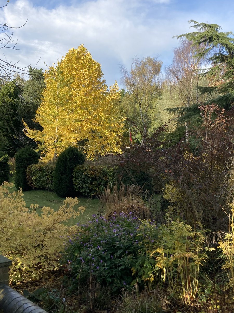 Lirodendron cutting a dash - and ginkgo peeping out in its butter yellow glory. #trees #gardens #autumnfalls