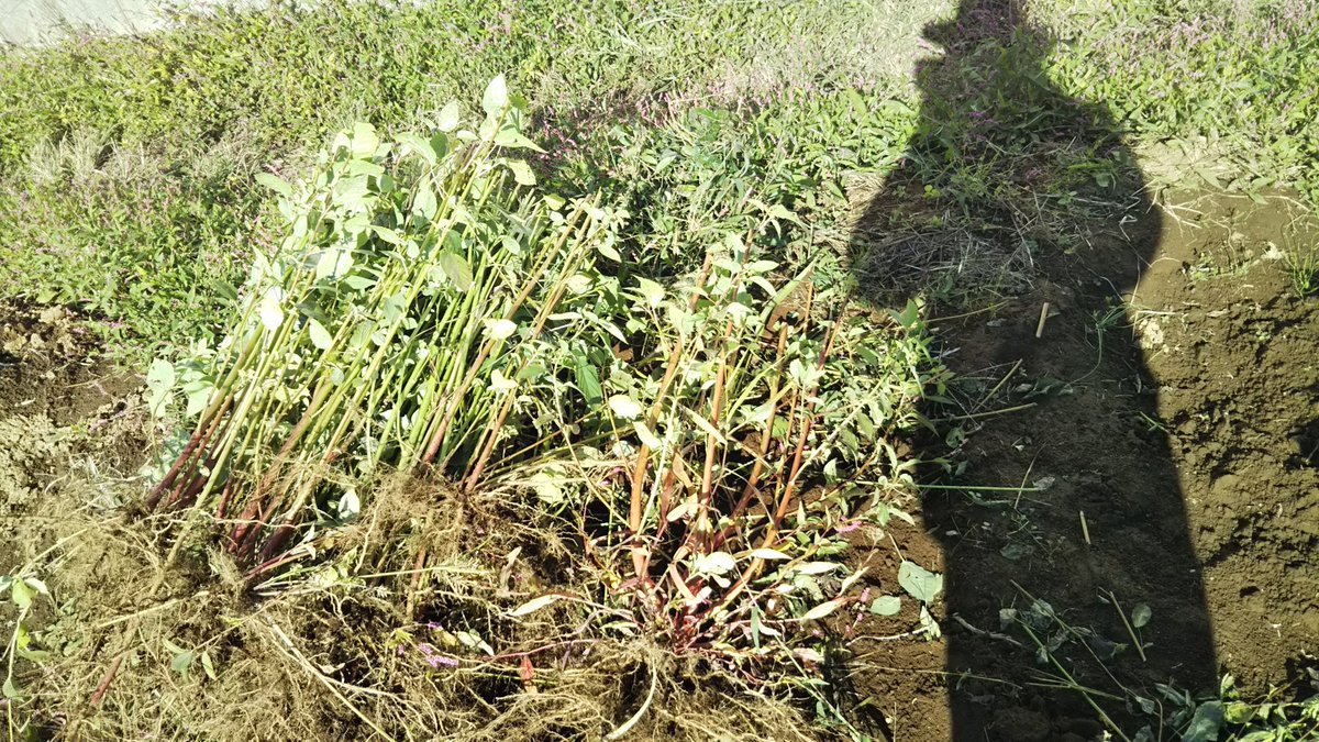 イツチe 今日の畑ダイジェスト モロヘイヤ抜いた 里芋採れた 写真うまく取れてないけど 10 11植えの大根とつるなしエンドウ芽が出た 畝2本分の天地返し完了 イツチe 今日の畑ダイジェスト モロヘイヤ抜いた 里芋採れた 写真うまく取れてないけど 10 11植えの大根とつるなしエンドウ芽が出た 畝2本分の天地返し完了