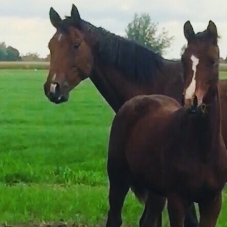 Norm Strikt aardappel Marjolein de Kreij on Twitter: "Deze knapperd staat nu te koop op  @SporthorsesNL x #Gribaldi #Kwpn #merrie #veulen https://t.co/ydpHbBSRqE  https://t.co/EE3CfPwMIB" / Twitter