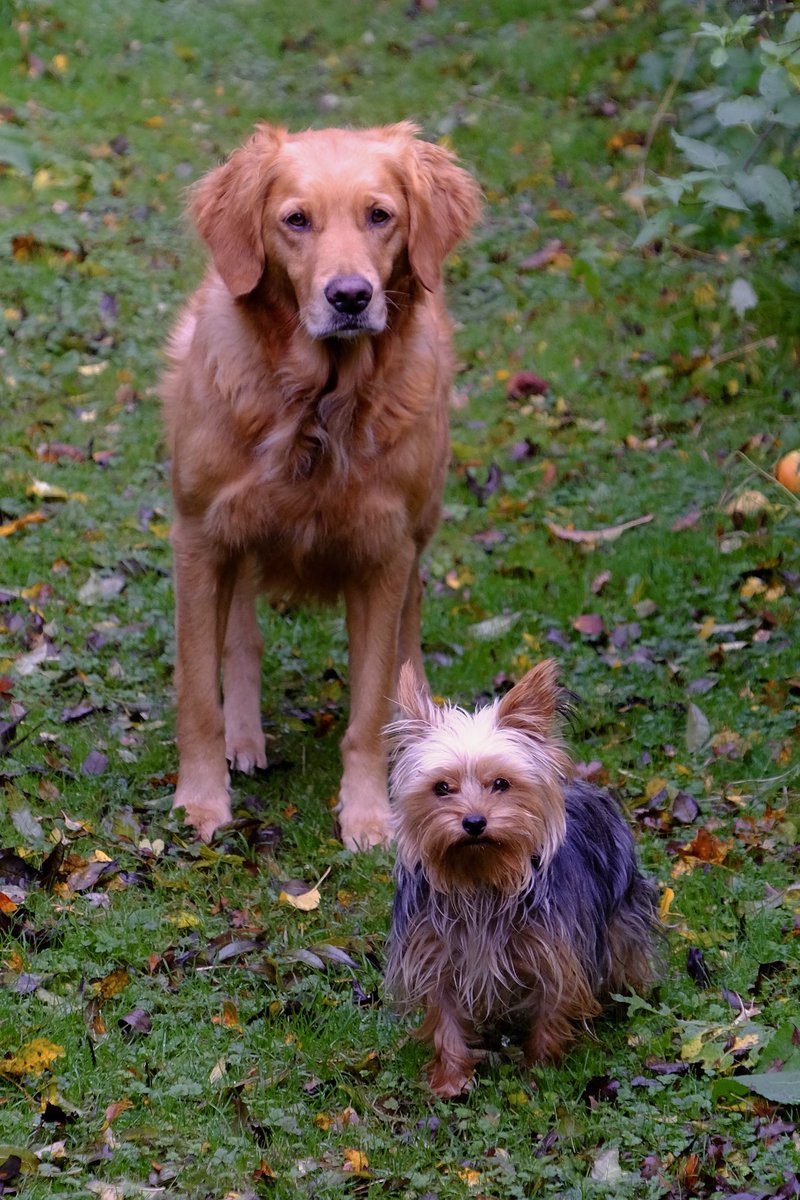 TheMontyDon's tweet photo. These two have become inseparable https://t.co/9ZOEaBjh6M
