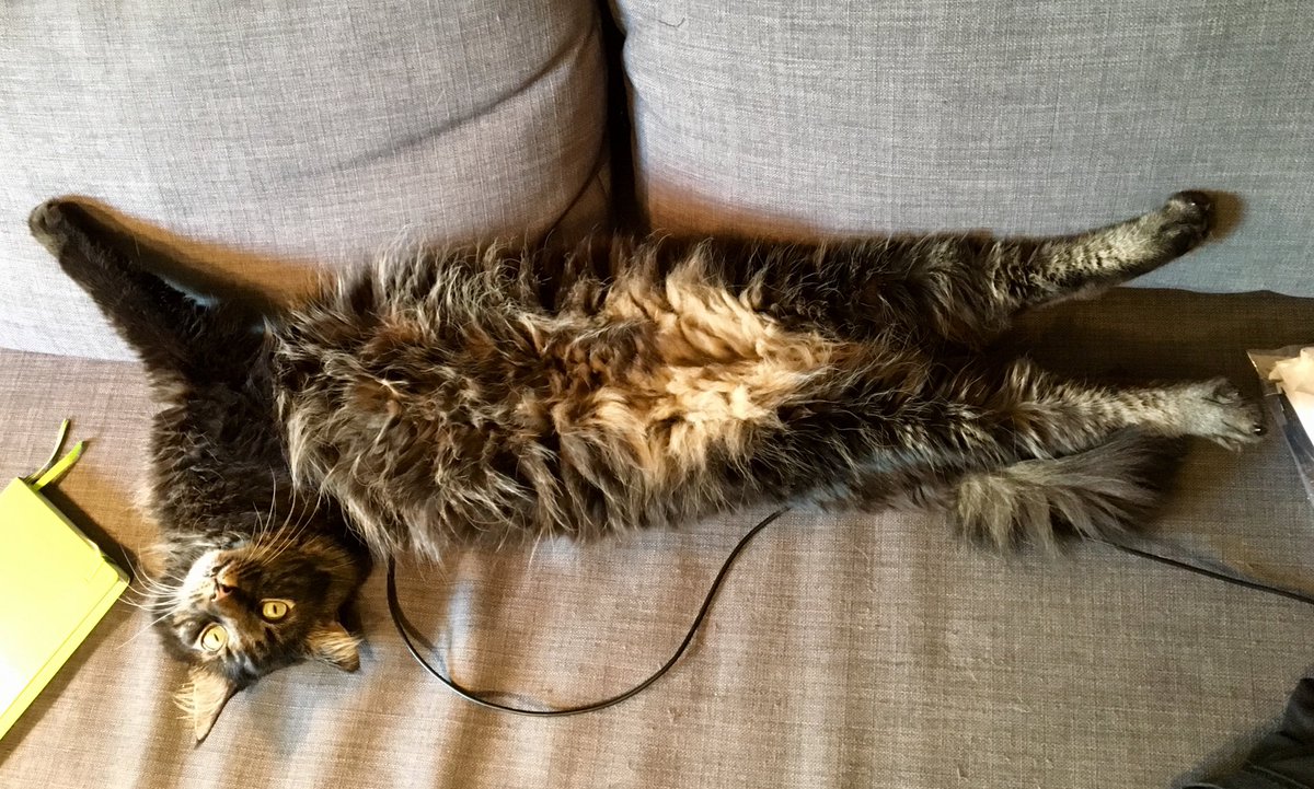 KiddoKater's tweet photo. Aber alles egal – am Ende geht es nur um PUSCHELIGKEIT! *megaaufpuschel* https://t.co/IZd9L6w4dq