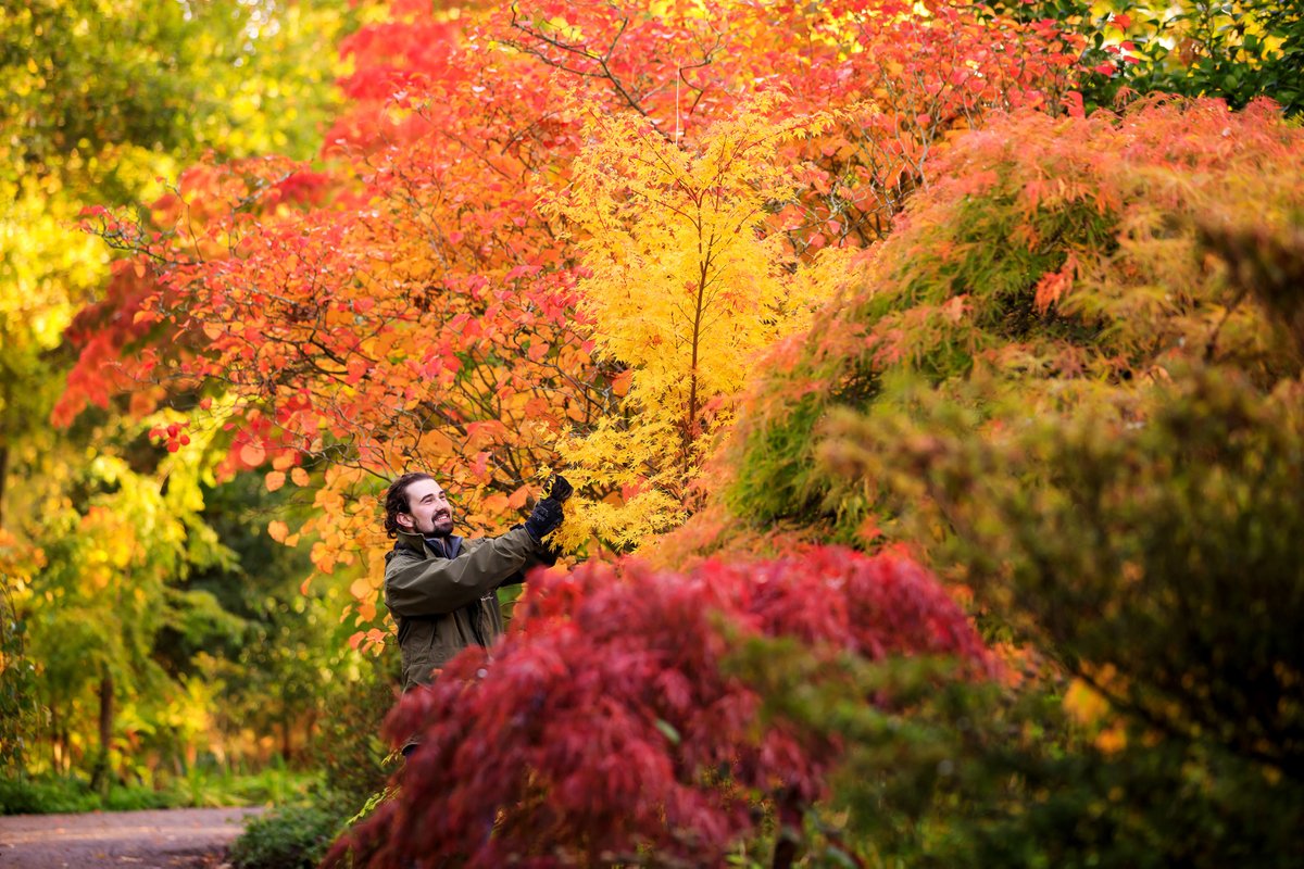 #Autumn colour continues to delight at Wisley this week with vibrant displays of seasonal reds, oranges and yellows all around. Book your time slot: rhs.org.uk/wisley Photo credit: @OllieDixonPhoto