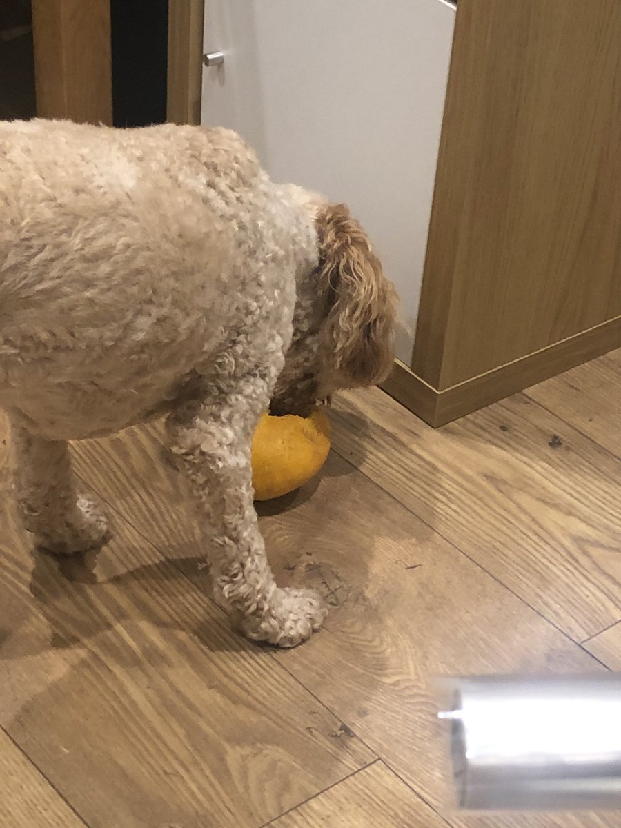 vbsupportuk's tweet photo. @Scottweatherly All was great until the dog decided pumpkins are a delicious treat https://t.co/UieC8J0bPA