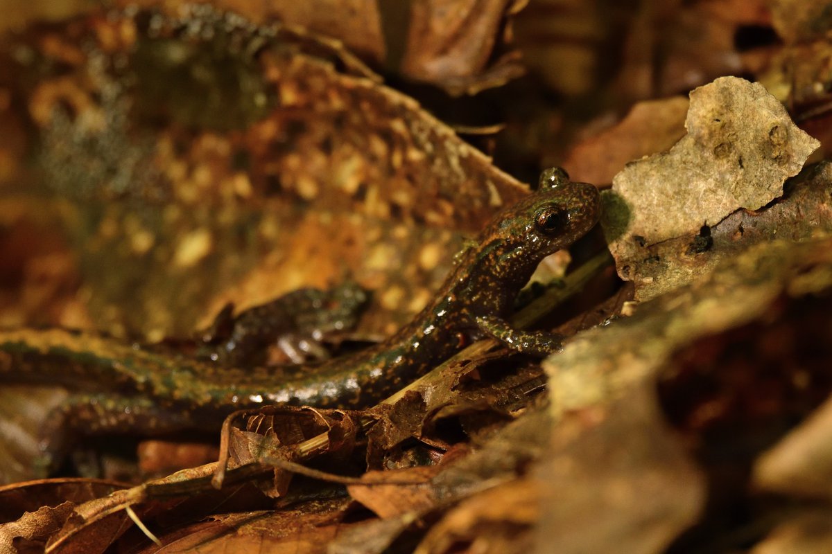 ハコネサンショウウオOnychodactylus japonicus
かわいい