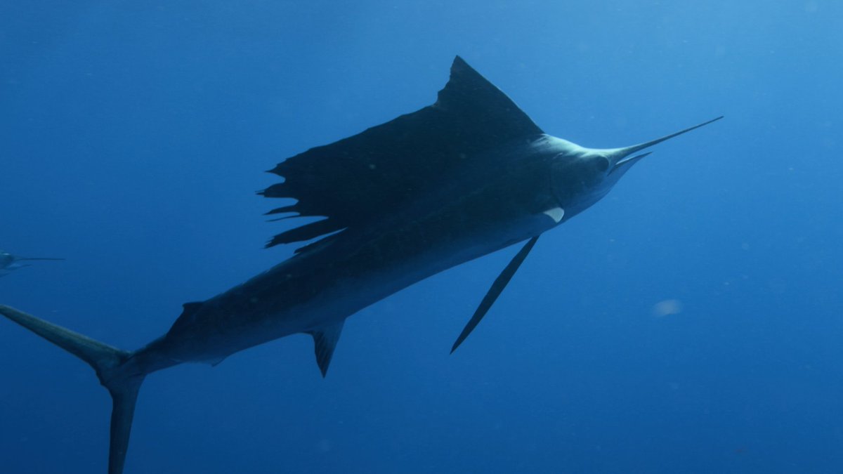 バショウカジキ　特注品　鼻先　少し欠けあり バショウカジキ 特注品 鼻先 少し欠けあり 【公式通販】