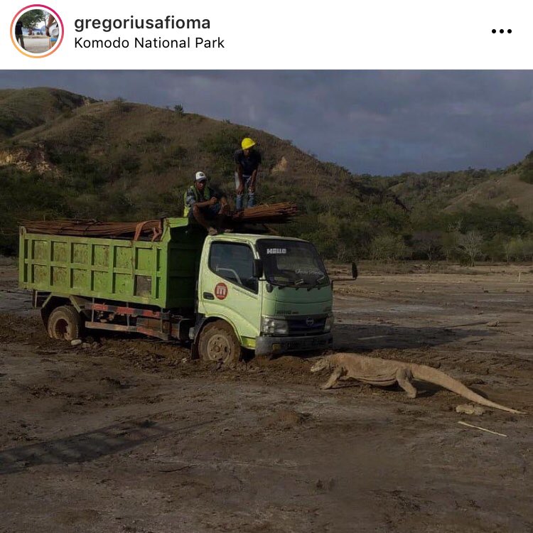 _seaturtle048's tweet photo. Mutual gw pasti mau bantu ramein. 

Bantu viralkan dengan RT dan rep yah.

Kita juga merupakan bagian dari alam, sama seperti Komodo yang sedang terancam sekarang.

#savekomodo 
#SelamatkanKomodo 
#savekomodo 
#SelamatkanKomodo 
#savekomodo 
#SelamatkanKomodo https://t.co/xte1tmQ2Mn