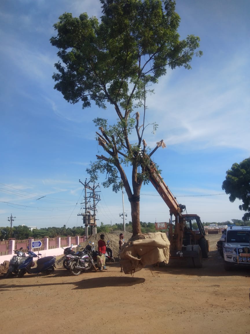 120 big trees in the proposed new Bus stand at Tirunelveli in TN have been transplanted in several other places across the city, ahead of the works on the bus terminal under the Smart City mission.

#AIRPics Thirumalaikumar