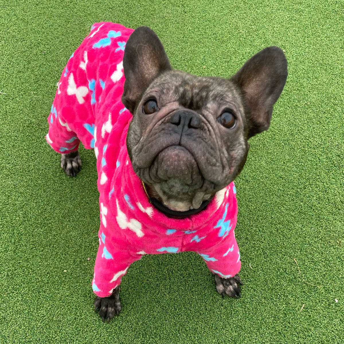 DT_Essex's tweet photo. Who else is loving the extra hour in pjs this morning? ⏰ Bella is a big fan! 😍

#clocksgoback #springforwardfallback #extrahourofsleep #adoptdontshop #lazysunday @dogstrust https://t.co/tGb3MYoLSy