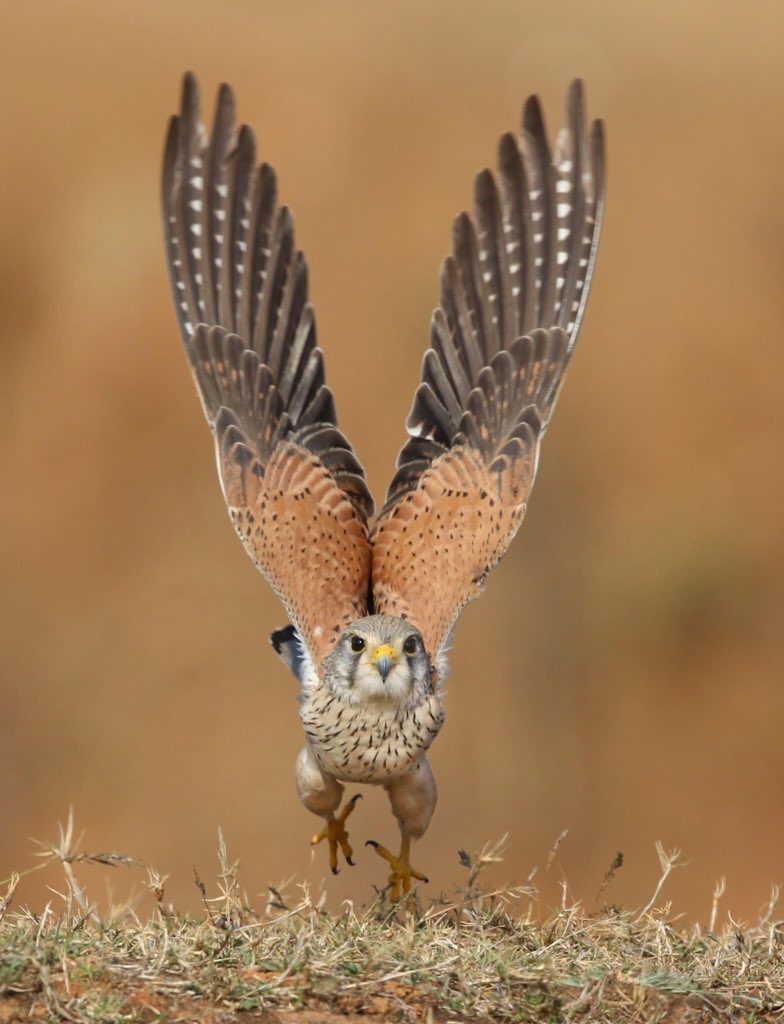 Take off..Common Kestrel  @natgeo  @Avibase  @ThePhotoHour  @NatureIn_Focus  @SanctuaryAsia  @BirdsCanada #IndiAves  #birdphotography  #BBCWildlifePOTD Pic by my bro Dr. Atul Jain  http://facebook.com/profile.php?id …& http://instagram.com/atuljain67?utm …There are many spectacular pics in this thread.