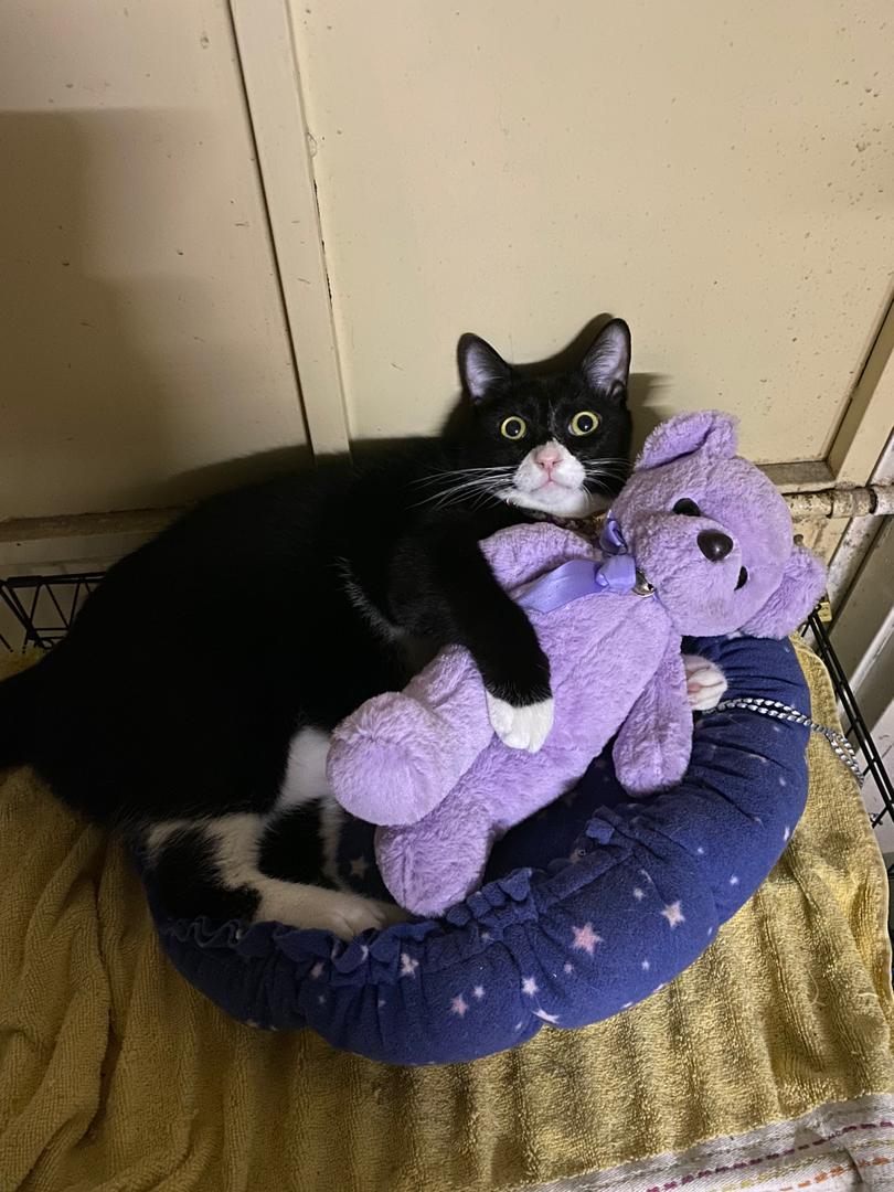 🌸Toshi The Cat🌸 I ️ Snuggle (@Toshithekitty) / Posts / X