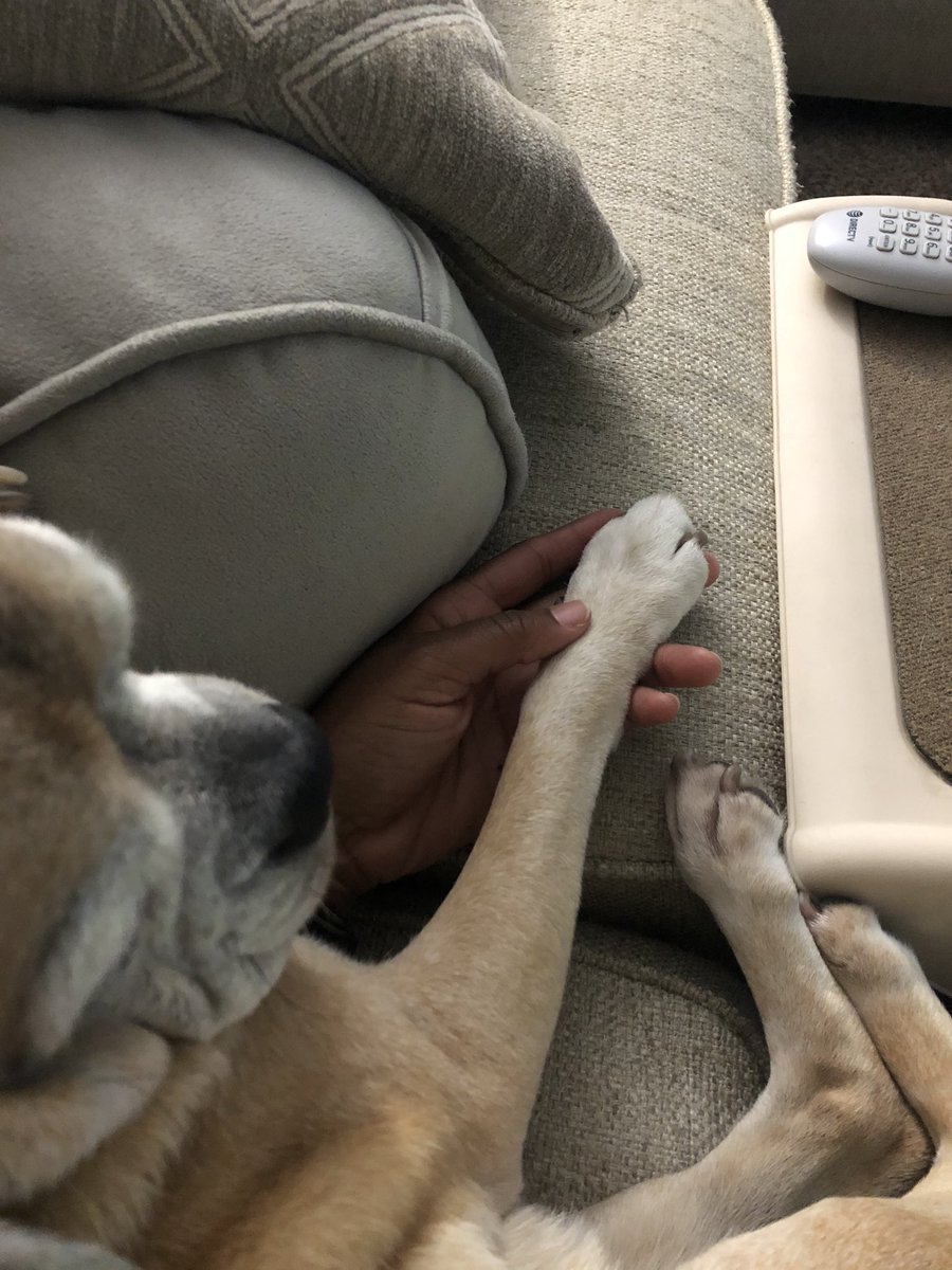 RandaD21's tweet photo. She likes to hold my hand 🥰 #PuggleSnuggle #dogsarelove https://t.co/o7JMExi5SD