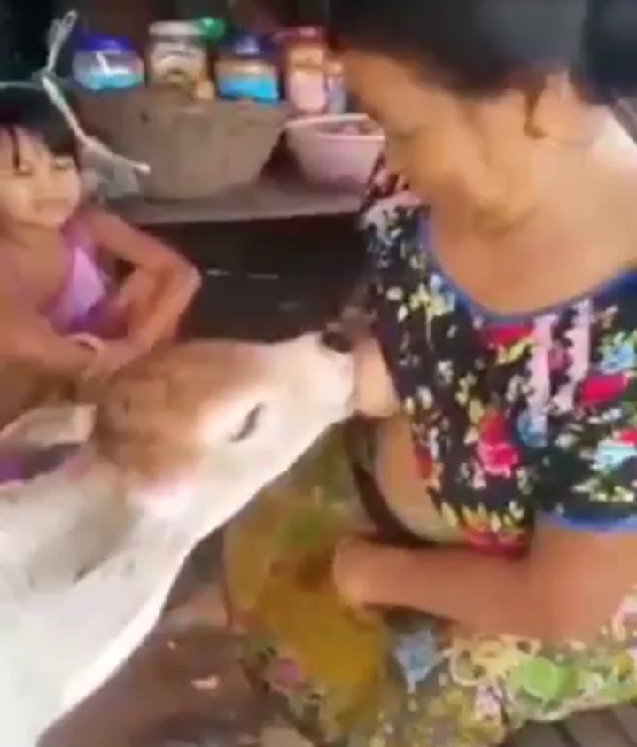 Dady96648628's tweet photo. Stw janda di ewek sapi https://t.co/Gn76vct8Av