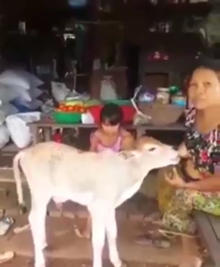 Dady96648628's tweet photo. Stw janda di ewek sapi https://t.co/Gn76vct8Av