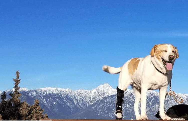 Tripawd's tweet image. #RT @Tripawds: 3-legged dogs and cats don't always need a leg brace but if yours does, please listen to our chat with @GoHeroDogs first: Read more 👉 lttr.ai/YMJR

#Tripawd #ThreeLeggedDog #ThreeLeggedCat #AmputeePets