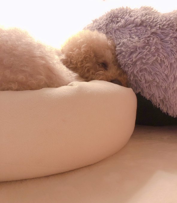 何故こんなことになるんだろうか？ ベッド頭に乗せてクッションで寝るスタイルw可愛いからいい💜 https://t.co/uJCV9s3tXX<a href="/tag/%E9%AD%94%E5%A5%B3%E3%81%AE%E5%AE%85%E6%80%A5%E4%BE%BF"class="tags"><span>#魔女の宅急便</span></a>