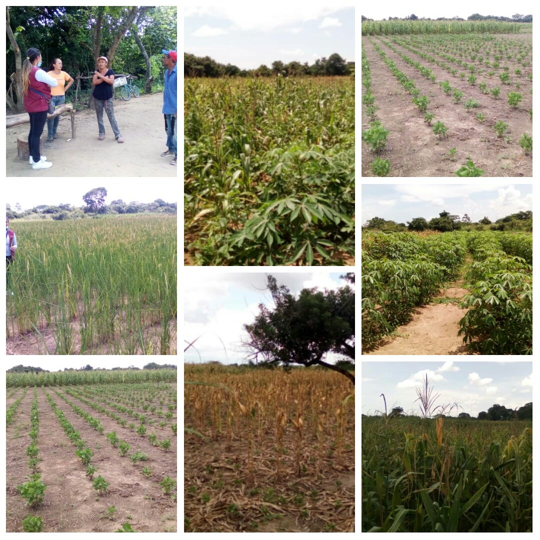 PODEMOS BARINAS tweet media