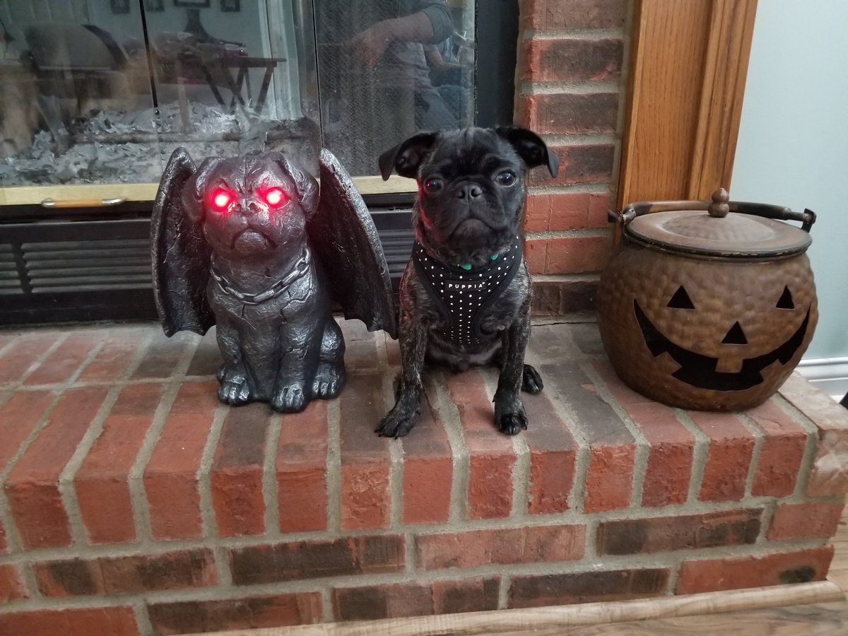 MyPugPua's tweet photo. Ready for Howl-ween!
#puglife #puglove #mynewpug #puaadventures #babypug #pugbaby #brindlepug #brindlepugpuppy #pug #pugsnotdrugs #grumble_inc #pugnation #pugmania #puggie #pugoftheday #pugpuppy #puppylove #brindlepuppy #brindledog #brindle #disneydogs https://t.co/rMIcl52YMW