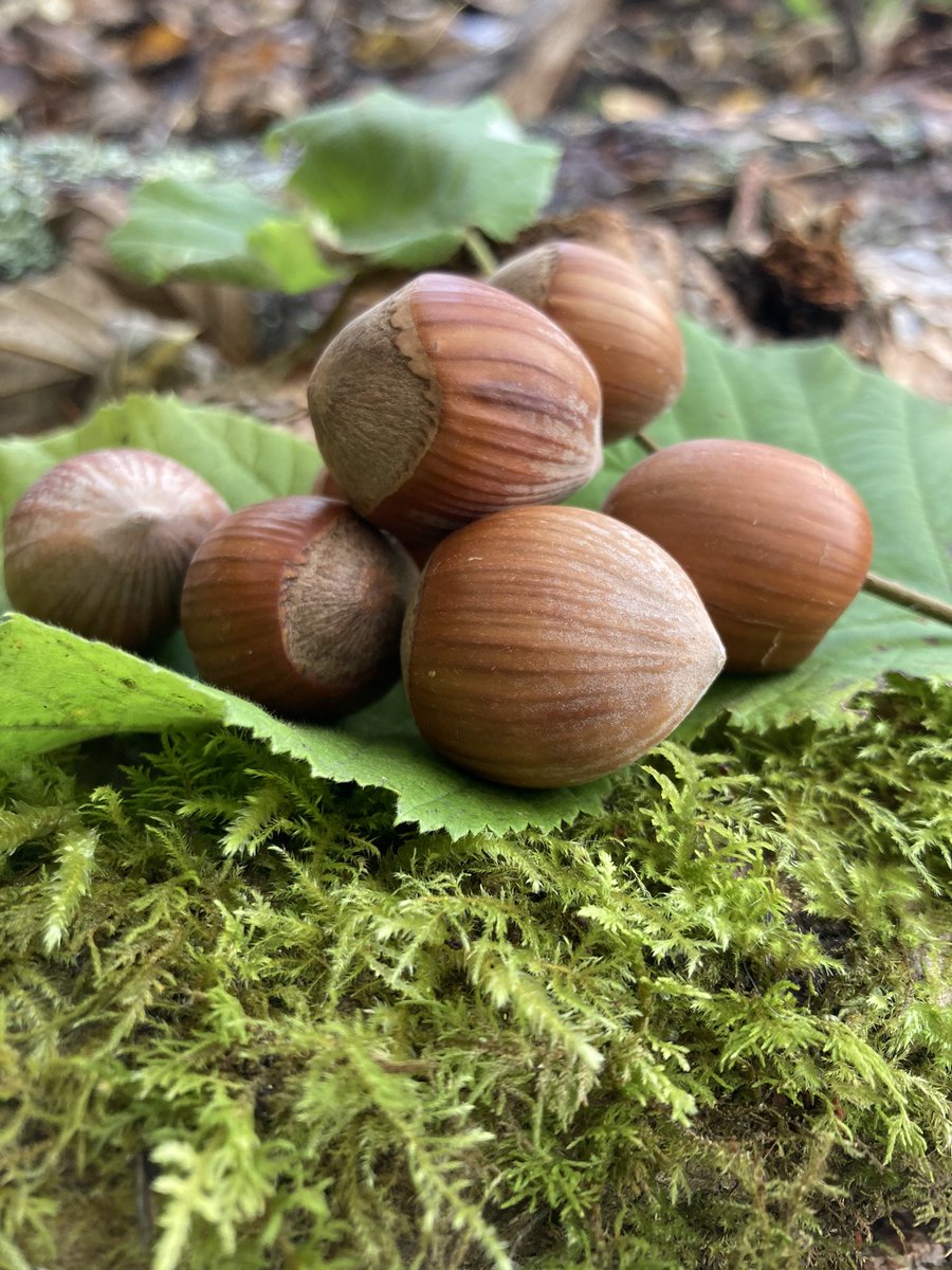 papillongin's tweet photo. Roasted hazelnuts are one of the botanicals in our new gin. They give a creamy, pearly finish to our very smooth gin. 
#newgin #comingsoon #distilledondartmoor #ginbotanicals #botanical #papillongin https://t.co/ctlryG2rKU