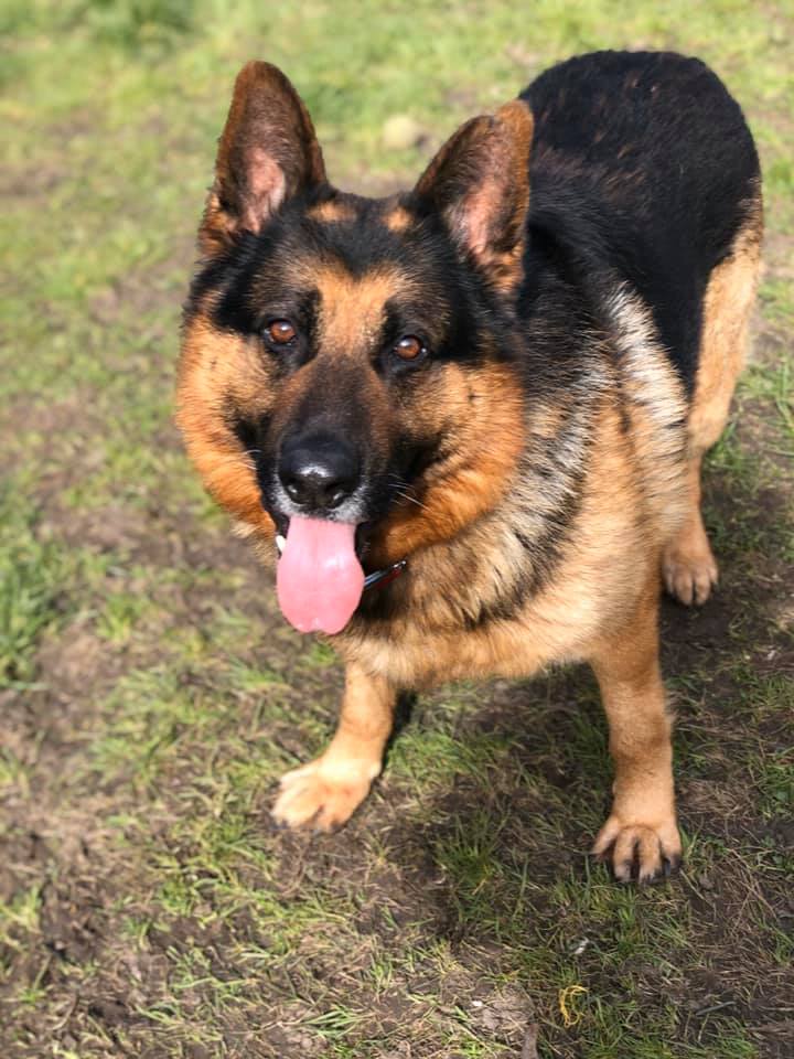 elite german shepherd rescue