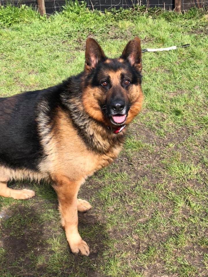 elite german shepherd rescue