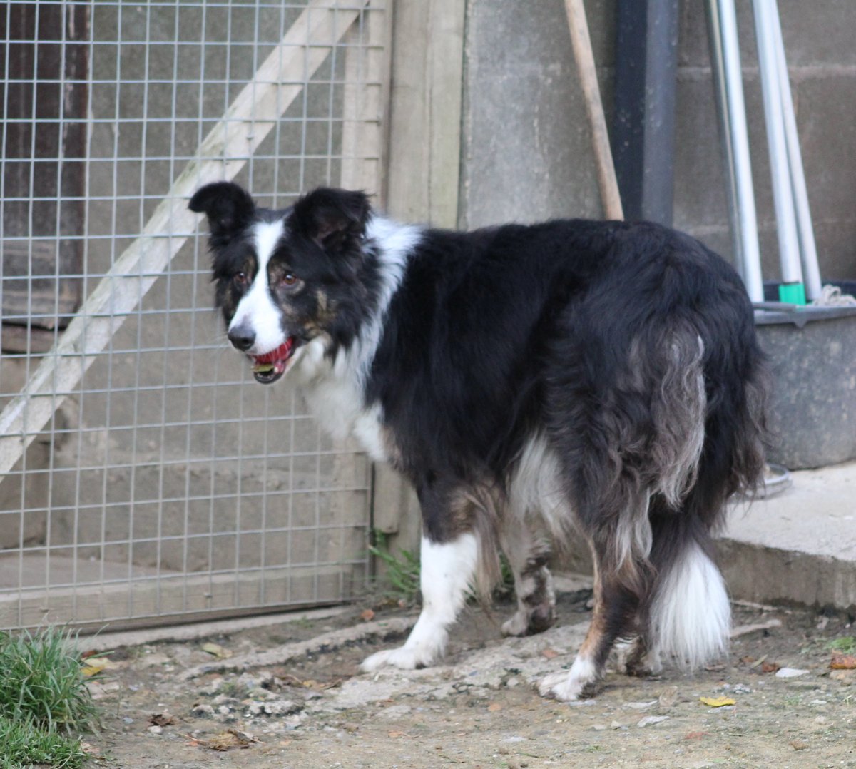 the freedom of spirit trust for border collies