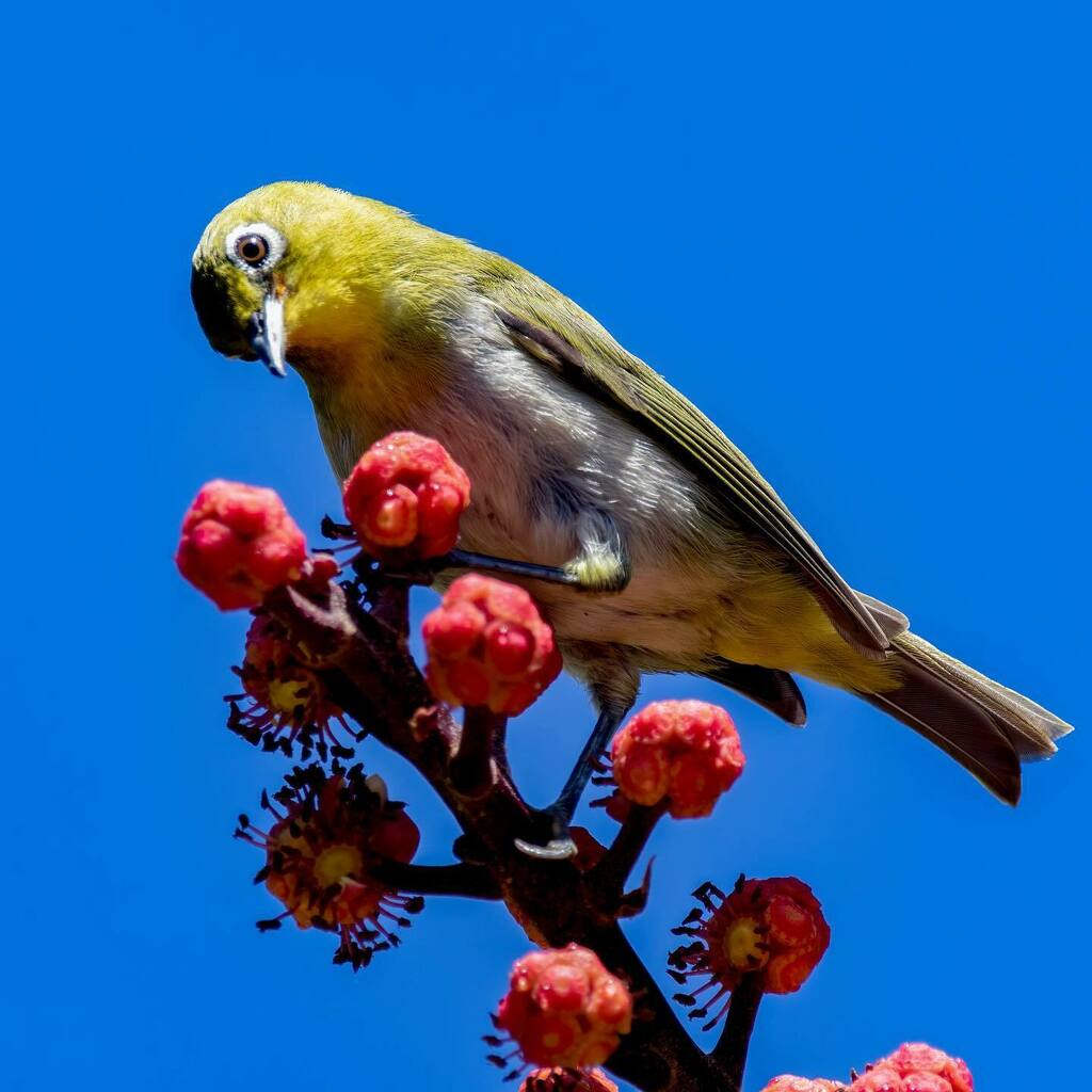 HawaiiBackyard's tweet photo. A white eye on an octopus tree while on a walk. 
.
.
.
#honolulu_life #luckywelivehawaii #marvelouz_animals #bird_captures #bird_brillance #bestbirdshots #birds_adored #your_best_birds #dailyybyirdpix #birds_private #nuts_about_birds #bird_gardenical #kings_birds #bird-freak… https://t.co/HeHnyPMyeC