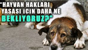 Hayvan hakları yasası neden parlamento gündemine gelmiyor?
Neden Tam 6 yıldır alt komisyonda bekletiliyor?
#HayvanHaklarıYasasıHEMEN Gündeme Alınmalıdır.